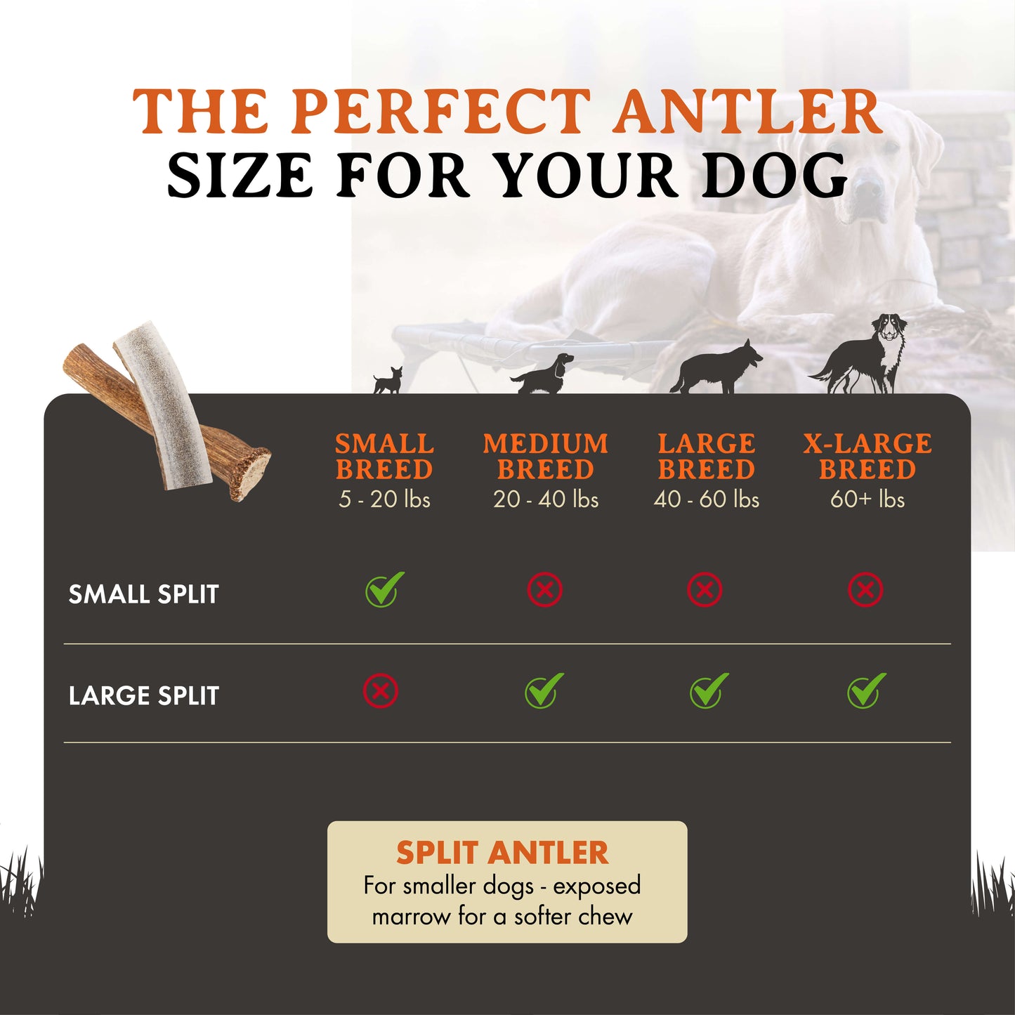 Elk Antler Dog Chews