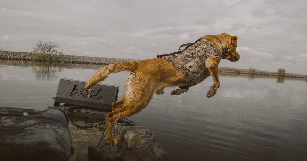 Promote Optimal Health With These Top 4 Exercises For Hunting Dogs