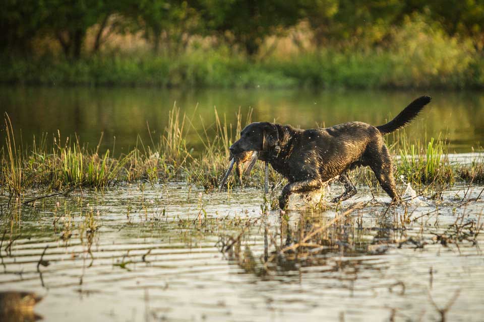 What is Canine Hip Dysplasia