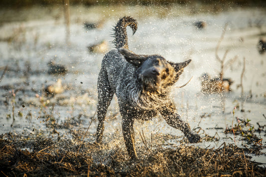 How To Treat Dandruff In Dogs