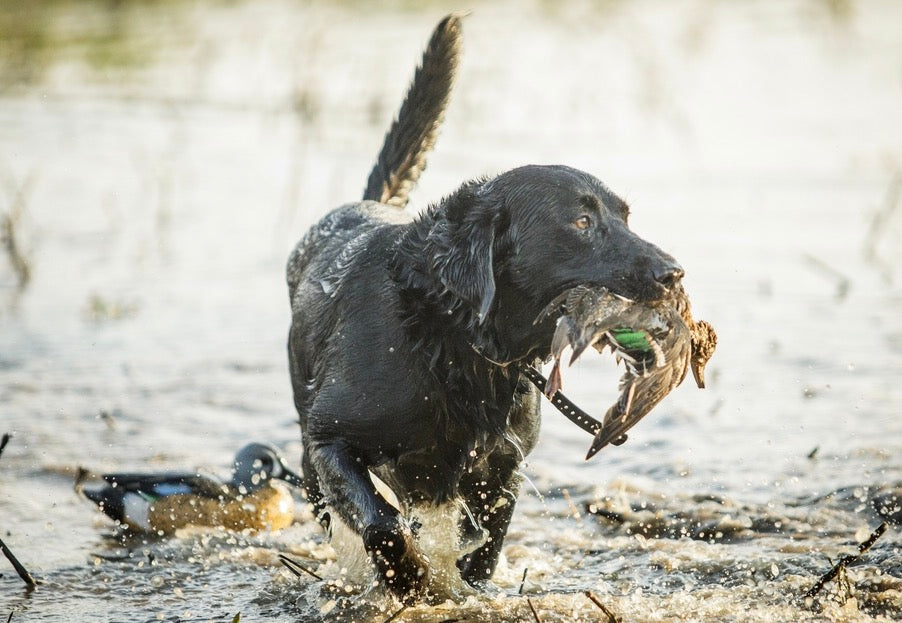 Supplements for Hunting Dogs: 4 Ingredients That’ll Help Maintain Alpha Status