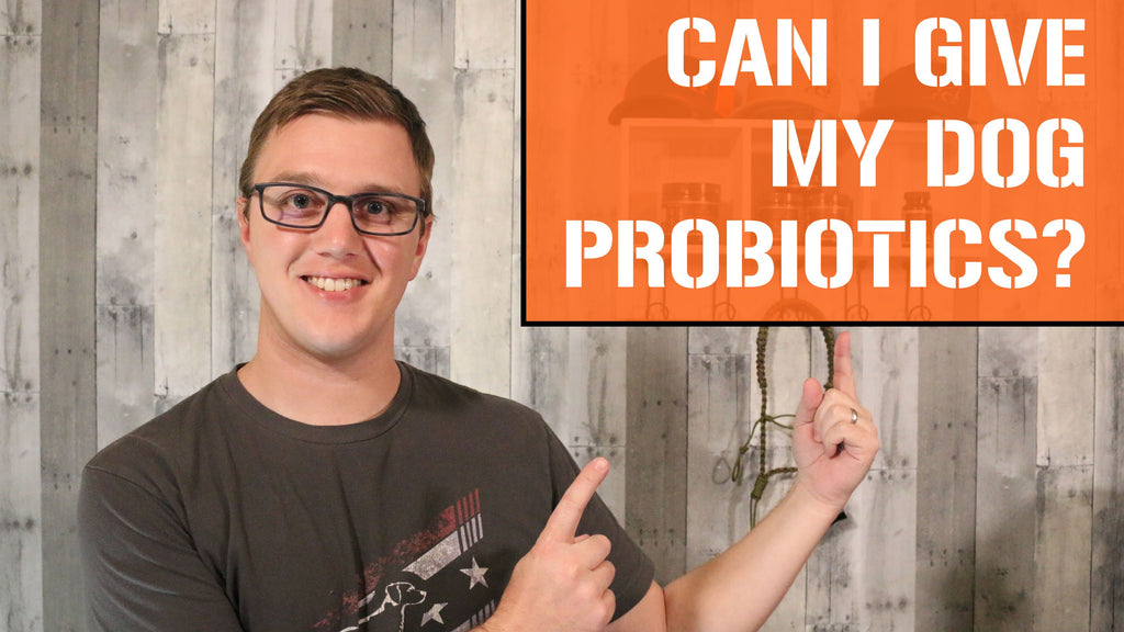 Can I Give My Dog Probiotics?