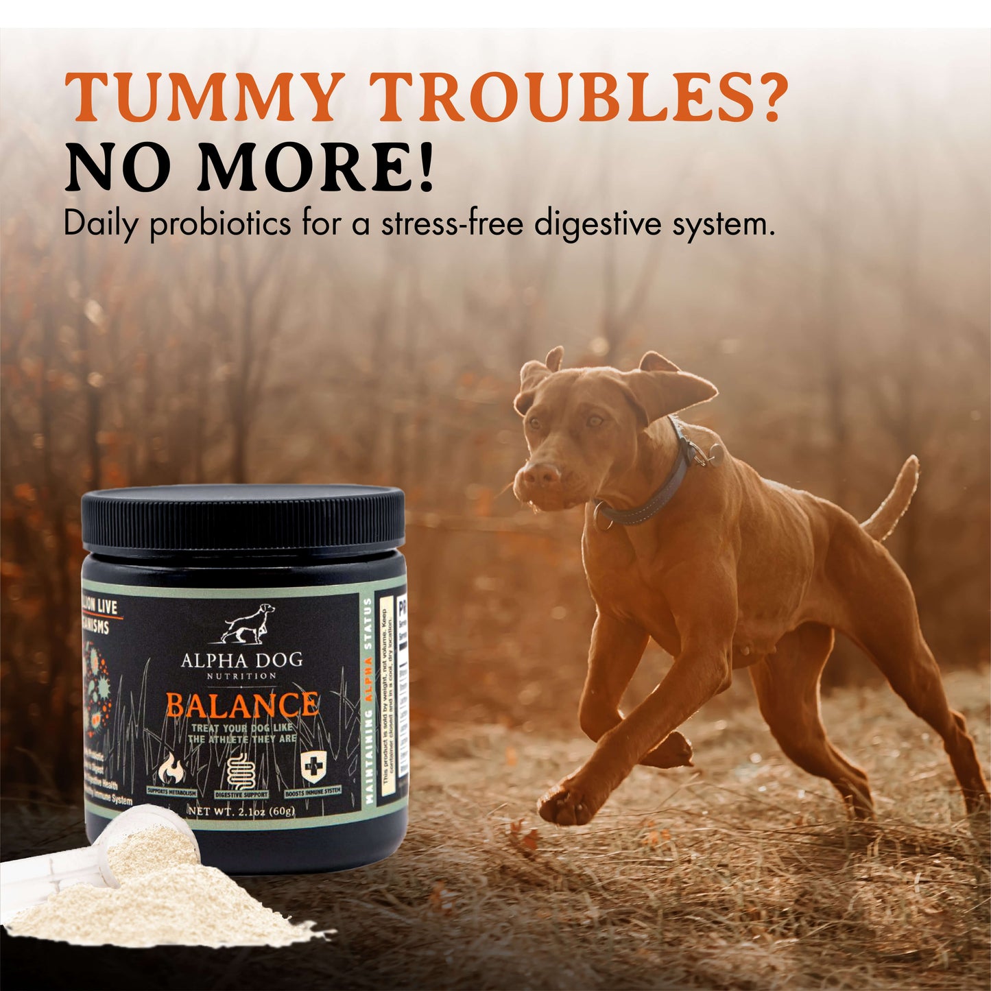 Balance Probiotic For Dogs