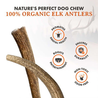 Elk Antler Dog Chews