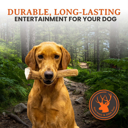 Elk Antler Dog Chews