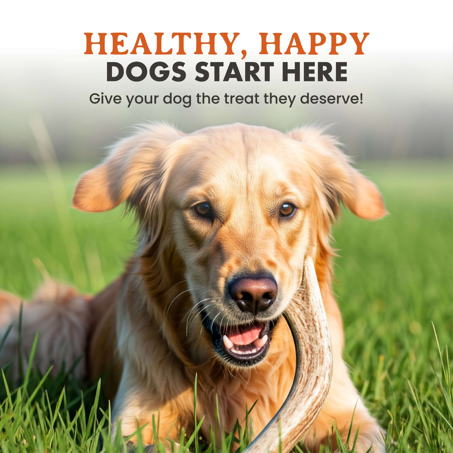 Elk Antler Dog Chews