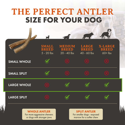 Elk Antler Dog Chews