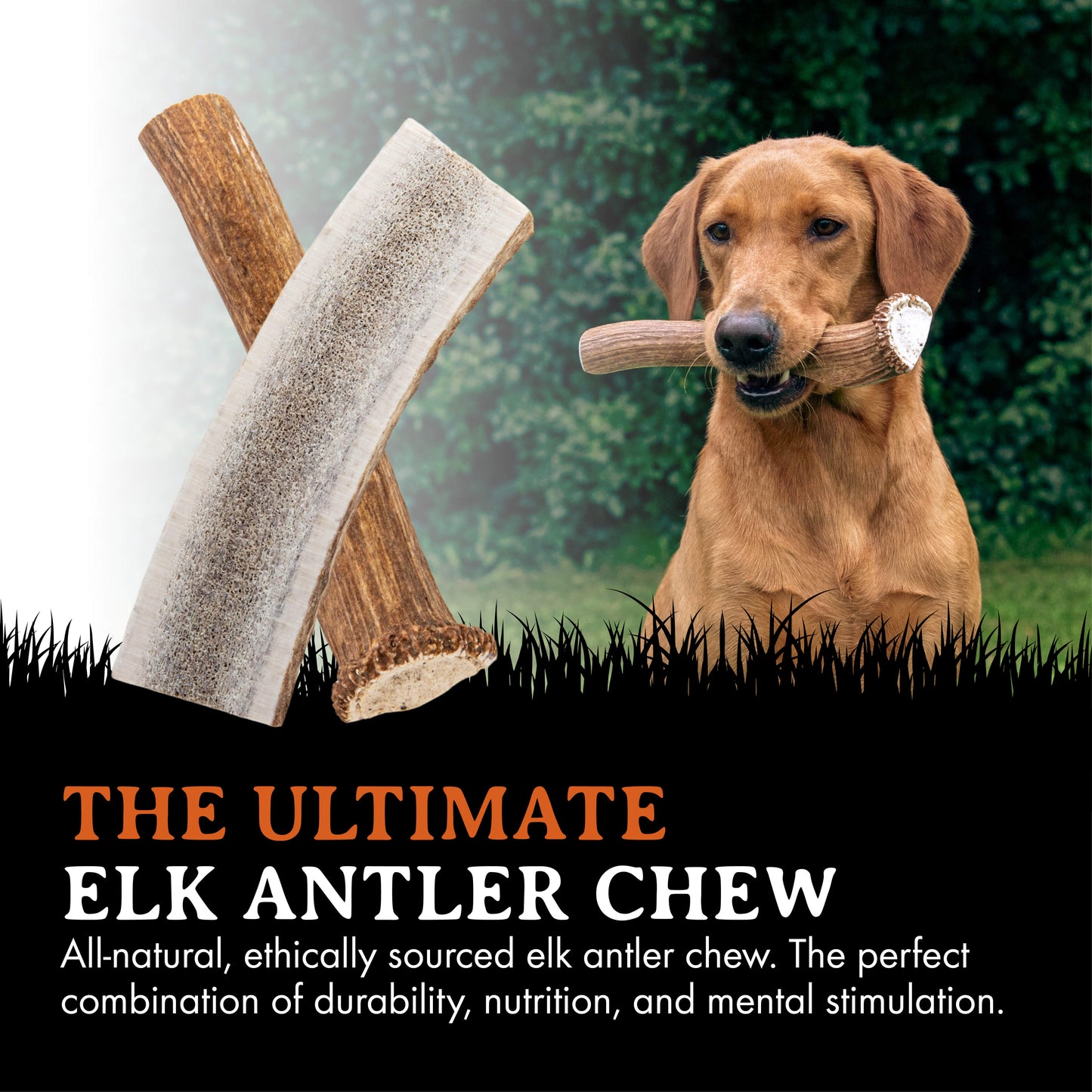 Elk Antler Dog Chews