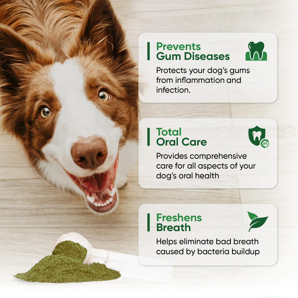 Canine Tooth Powder Fortify Dental Powder for Dogs from Alpha Dog Nutrition