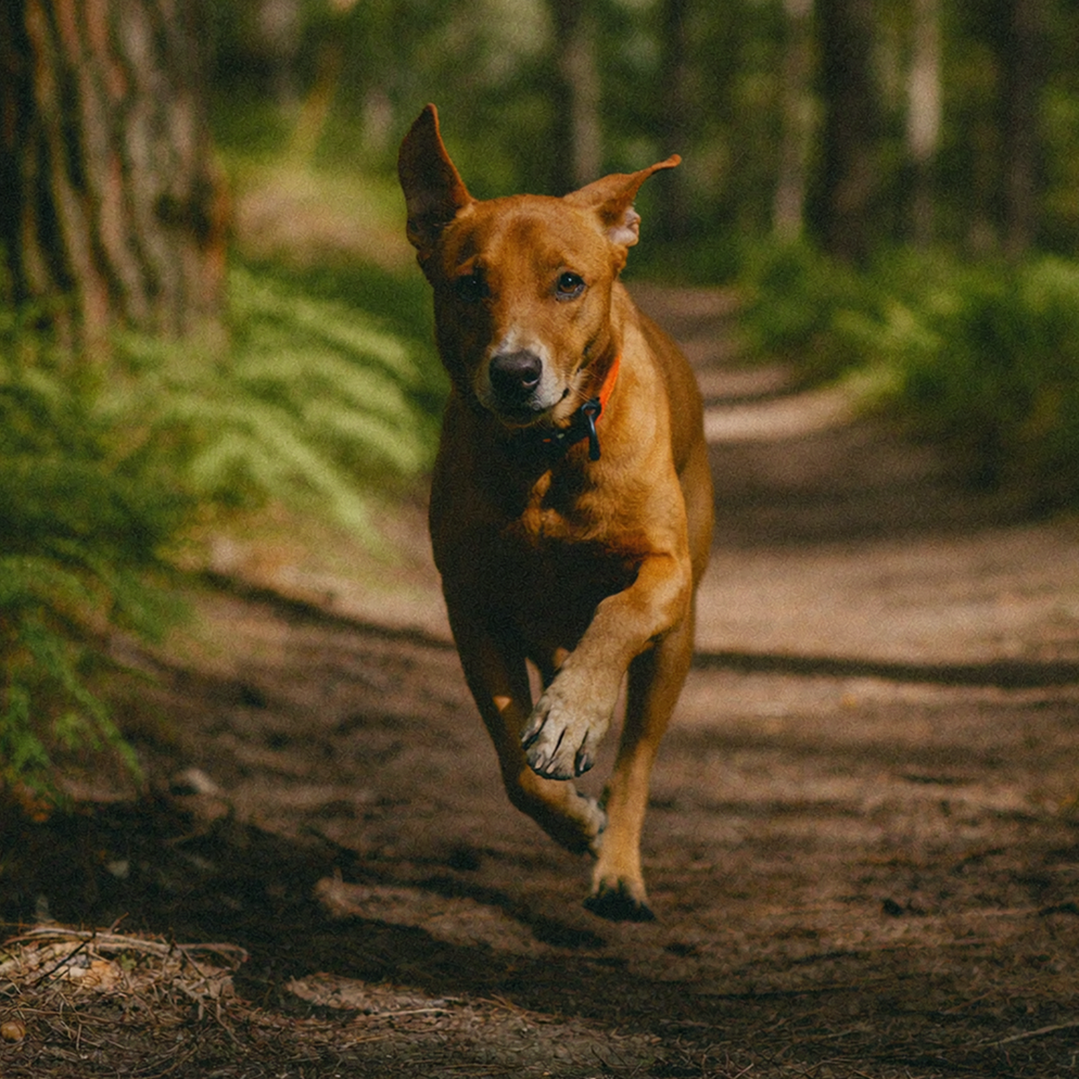 files/Free_Range_Lifestyle_image_20_fa2a6de2-c278-4fc3-9a18-e1a7d0e24de9.png