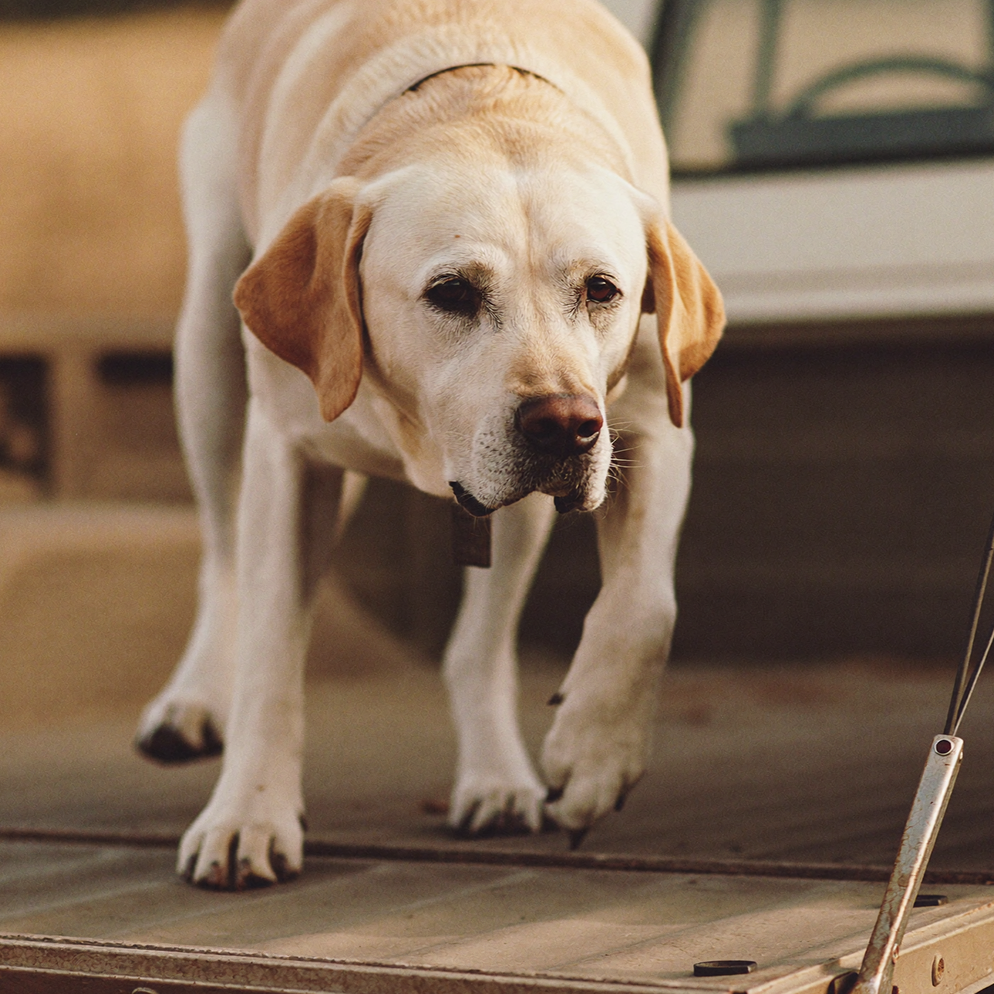 files/Free_Range_Lifestyle_image_22_0a329a1a-0811-4faa-86b5-2d2e27ebd1bd.png